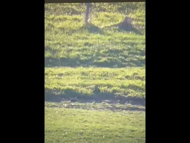 'Video thumbnail for Woodchucking Miss at 660 with a .223 not too bad for that'