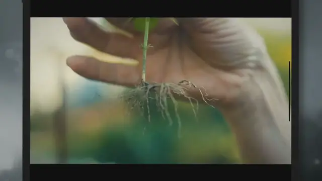 'Video thumbnail for Mysteries of Oak Tree Roots Unearthed: How Deep Do They Really Go?'