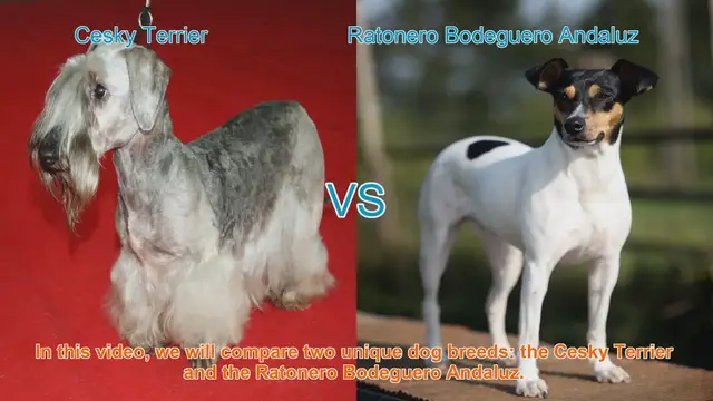 Video thumbnail for Comparing Cesky Terrier and Ratonero Bodeguero Andaluz: A Guide to Choosing the Right Breed