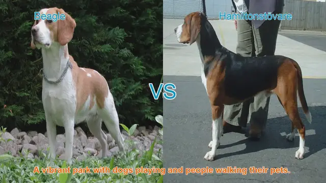 Video thumbnail for Beagle vs. Hamiltonstövare: A Comparison of Beloved Dog Breeds