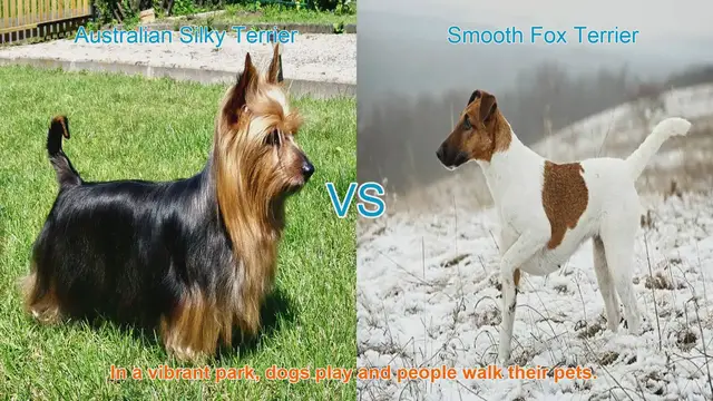 Video thumbnail for Australian Silky Terrier vs. Smooth Fox Terrier: A Comprehensive Breed Comparison