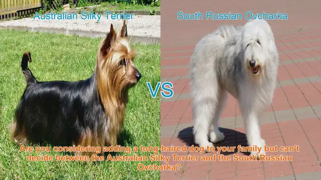 Video thumbnail for Australian Silky Terrier vs. South Russian Ovcharka: A Detailed Breed Comparison