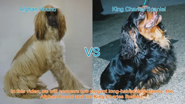 Video thumbnail for Comparing Afghan Hound and King Charles Spaniel: A Comprehensive Guide