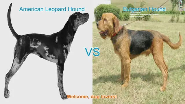 Video thumbnail for American Leopard Hound vs. Bulgarian Hound: A Comparison of Two Unique Dog Breeds