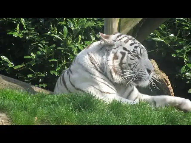 Video thumbnail for How Tigers Use Wind Direction to Stalk Prey?