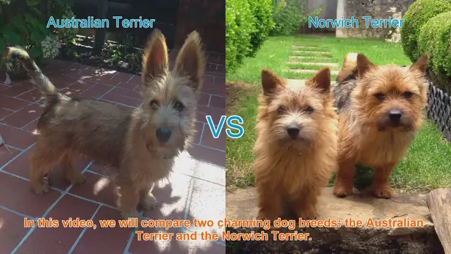 Video thumbnail for Australian Terrier vs. Norwich Terrier: A Charming Breed Comparison