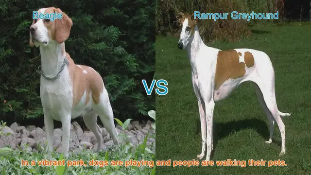 Video thumbnail for Beagle vs. Rampur Greyhound: A Comparison of Two Distinct Breeds