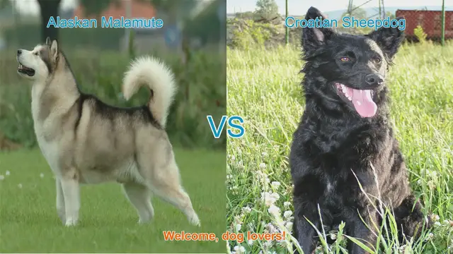 Video thumbnail for Alaskan Malamute VS Croatian Sheepdog