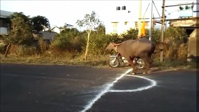 Video thumbnail for Buffalo race in India.