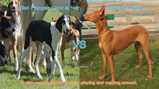 Video thumbnail for Exploring Two Long-Leg Dog Breeds: Chien Français Blanc et Noir vs. Pharaoh Hound