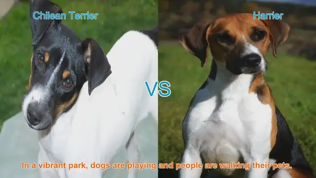 Video thumbnail for Chilean Terrier vs. Harrier: A Comparison of Two Playful Dog Breeds
