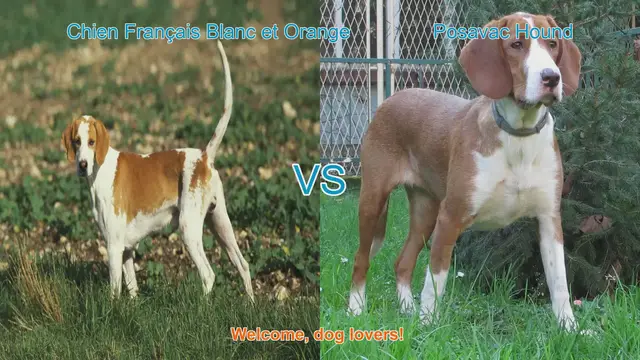 Video thumbnail for Comparing Chien Français Blanc et Orange and Posavac Hound: A Guide for Dog Lovers