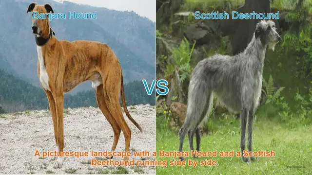 Video thumbnail for Banjara Hound vs. Scottish Deerhound: A Breed Comparison Guide