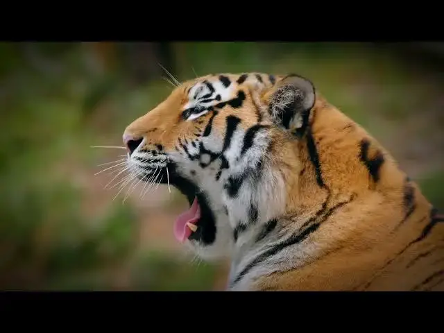 Video thumbnail for How Tigers Adapt Their Diet Based on Ecosystem Changes?