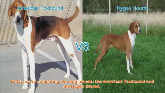 Video thumbnail for American Foxhound vs. Hygen Hound: A Breed Comparison
