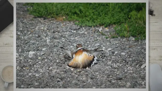 'Video thumbnail for 10 of the World’s ‘Spikiest’ Living Things'