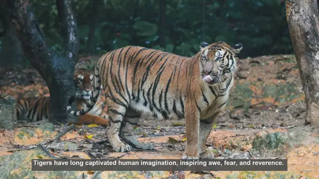 Video thumbnail for Top 10 Places Where Tigers Are Worshiped