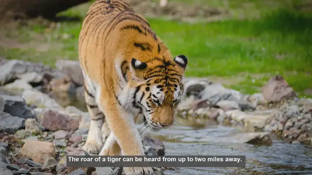 Video thumbnail for Tiger Life Cycle: 10 Key Facts from Cub to Adult