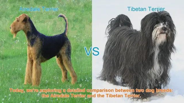 Video thumbnail for Airedale Terrier vs. Tibetan Terrier: A Comprehensive Breed Comparison