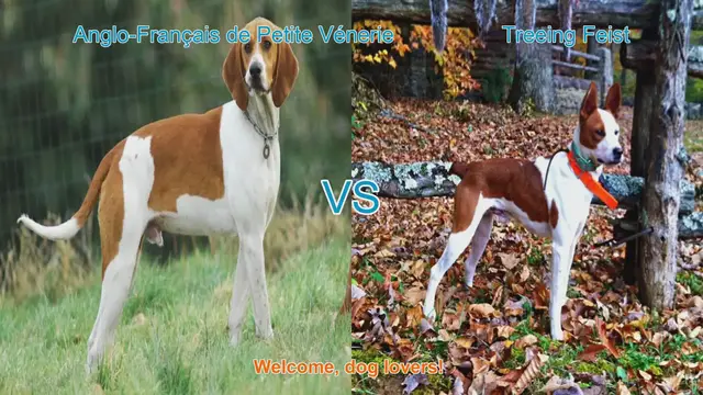 Video thumbnail for Dog Breed Comparison: Anglo-Français de Petite Vénerie vs. Treeing Feist