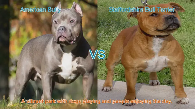 Video thumbnail for American Bully vs. Staffordshire Bull Terrier: Breed Comparison