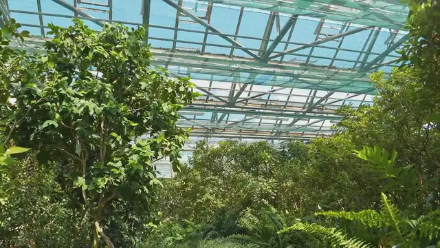 Video thumbnail for The Most Unique Plants In Botanical Gardens