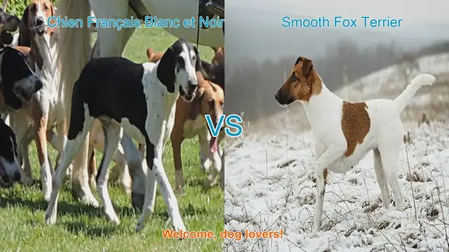 Video thumbnail for Dog Breed Comparison: Chien Français Blanc et Noir vs. Smooth Fox Terrier