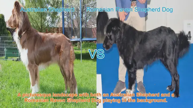 Video thumbnail for Australian Shepherd vs. Romanian Raven Shepherd Dog: A Comparison