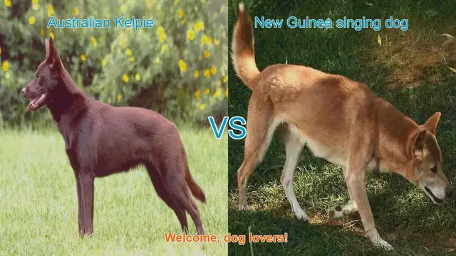 Video thumbnail for Australian Kelpie vs. New Guinea Singing Dog: A Comparative Guide