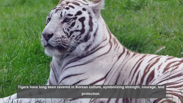 Video thumbnail for 10 Ways Tigers Shape Korean Culture: From Folklore to Modern Media