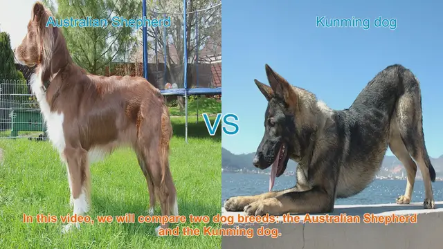 Video thumbnail for Australian Shepherd vs. Kunming Dog: A Breed Comparison
