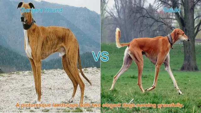 Video thumbnail for Banjara Hound vs. Saluki: A Comparison of Elegance and History
