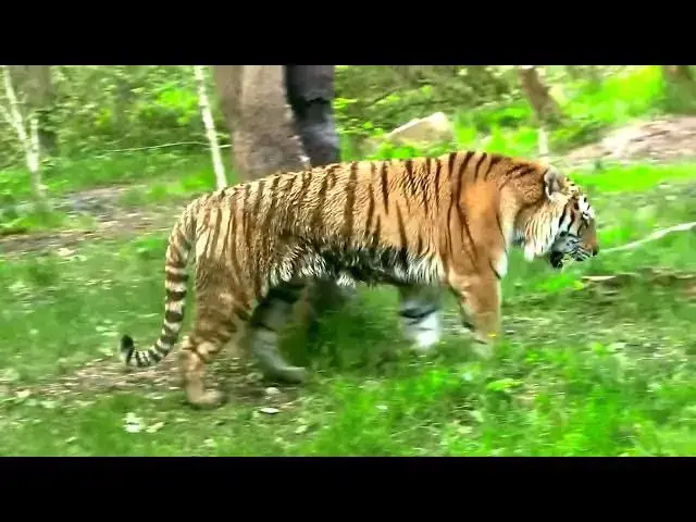 Video thumbnail for How Tigers Respond to Flooding in Lowland Forests?