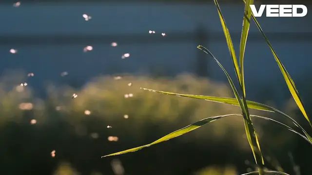 Video thumbnail for Oregon Spotted Frog (Rana pretios)