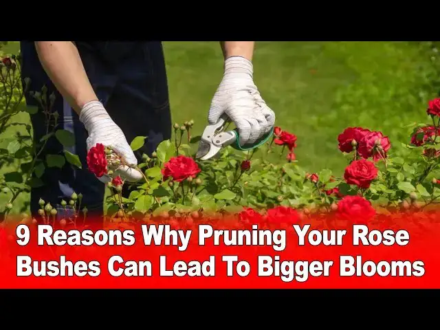 Video thumbnail for 9 Reasons Why Pruning Your Rose Bushes Can Lead To Bigger Blooms