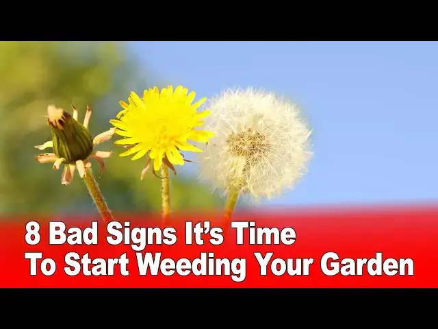 Video thumbnail for 8 Bad Signs It’s Time To Start Weeding Your Garden