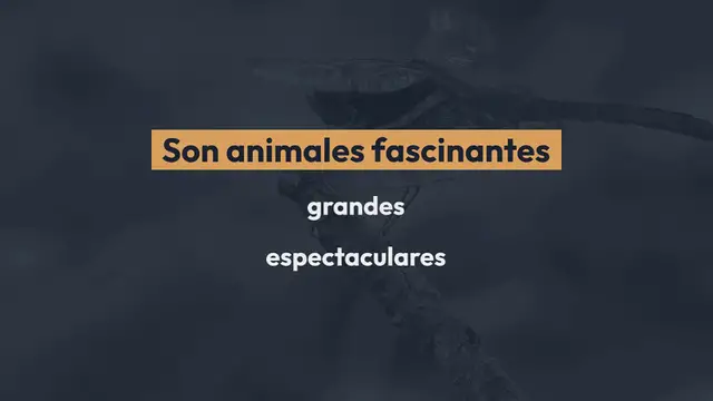 Video thumbnail for Libelulas para colorear