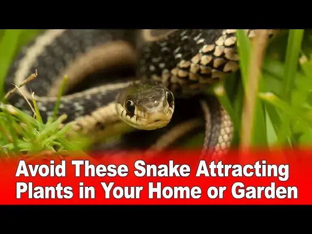 Video thumbnail for Avoid These Snake Attracting Plants in Your Home or Garden