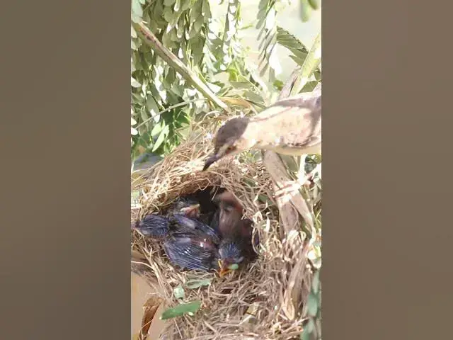 'Video thumbnail for Babies Bird Cries Feed Eat (EP-94)  #birds #nature #birdfeeding #birdwatching'