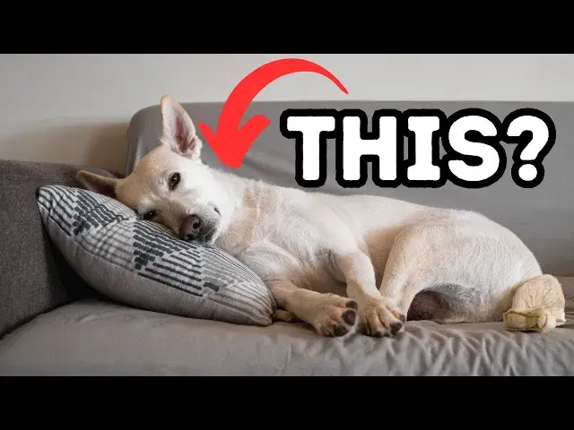 'Video thumbnail for The BIGGEST Mistake New Puppy Owners Make'