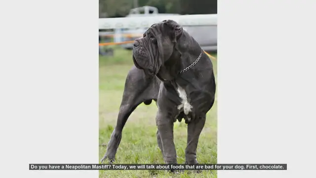 Video thumbnail for Dangerous Foods for Your Neapolitan Mastiff: What to Avoid