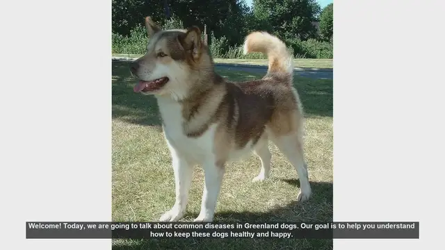 Video thumbnail for Common Diseases in Greenland Dogs: Prevention and Care Tips