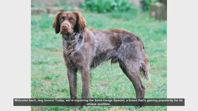 Video thumbnail for Saint-Usuge Spaniel: Pros and Cons of This Charming Dog Breed