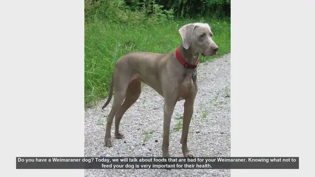 Video thumbnail for Foods to Avoid Feeding Your Weimaraner: Essential Tips for Dog Owners