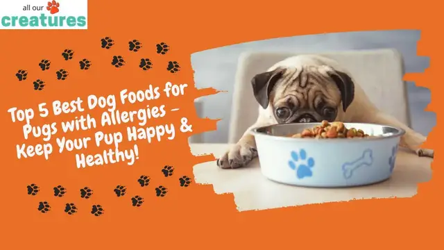 'Video thumbnail for Top 5 Best Dog Foods for Pugs with Allergies – Keep Your Pup Happy & Healthy!'