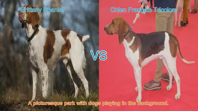 Video thumbnail for Brittany Spaniel vs. Chien Français Tricolore: A Comparison of Two Fascinating Dog Breeds