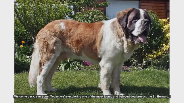 Video thumbnail for St. Bernard Dogs: Pros and Cons of These Gentle Giants