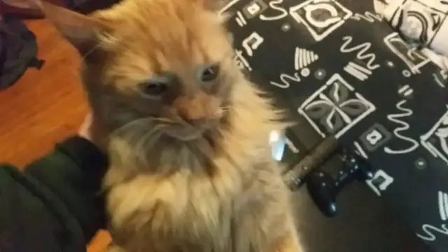 Video thumbnail for My Cat Has Midday Zoomies! | Parker | Parker The Cat