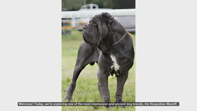 Video thumbnail for Top 10 Fascinating Facts About the Neapolitan Mastiff