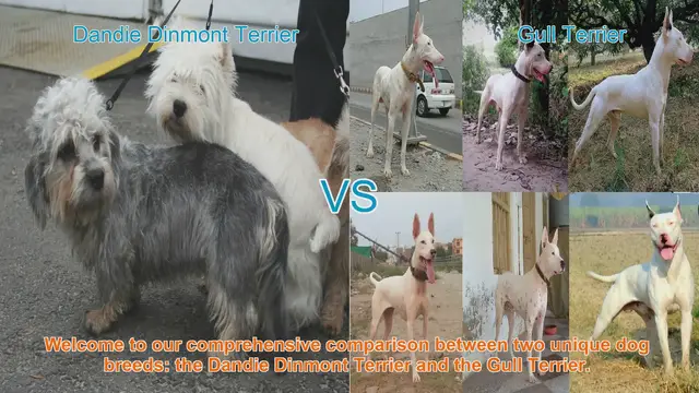 Video thumbnail for Comparing Dandie Dinmont Terrier vs. Gull Terrier: Origins, Appearance, Temperament, and More
